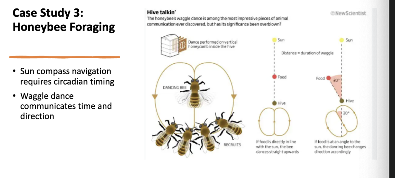 <p>case study info </p>