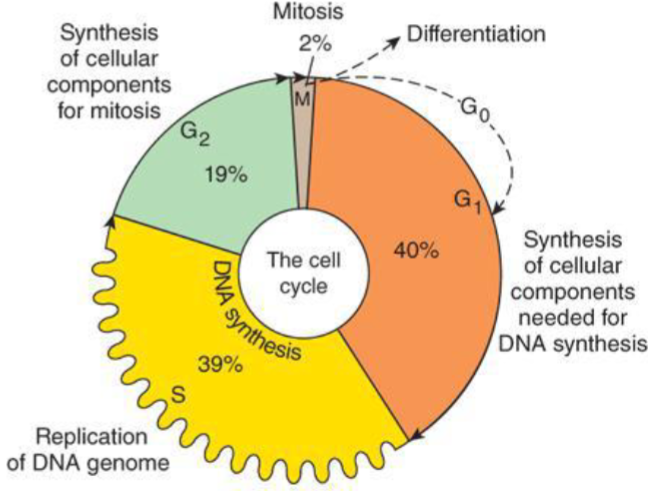<p>DNA synthesis (many of cancer drugs show efficacy)</p>