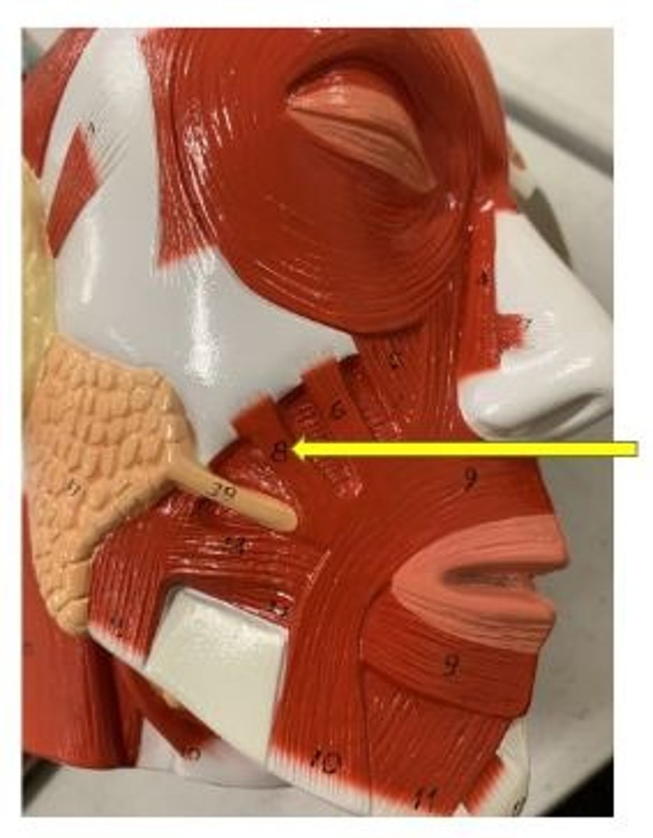 <p>retracts and elevates corner of mouth</p>