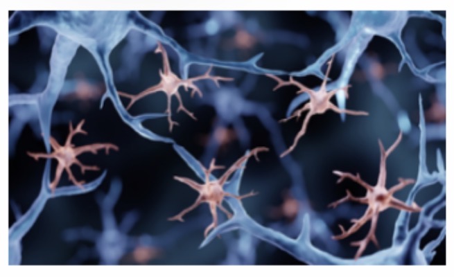 <p>Microglia Cell: Function: <span>Act as CNS immune cells; remove debris and pathogens. Small cells with elongated bodies, elongated nuclei with dense chromatin </span></p>