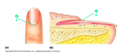 <p>identify the indicated structure of the nail</p>