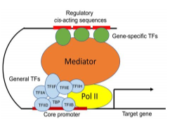 <ul><li><p class="Paragraph SCXW144078261 BCX8" style="text-align: left;"><span style="line-height: 20.925px;">If there are more activators than repressors, then the Mediator stabilizes the general TFs and transcription happens&nbsp;</span></p></li></ul><ul><li><p class="Paragraph SCXW144078261 BCX8" style="text-align: left;"><span style="line-height: 20.925px;">If there are more repressors than activators, then the mediator inhibits the general TFs and transcription is blocked&nbsp;</span></p></li></ul><p class="Paragraph SCXW144078261 BCX8" style="text-align: left;"><span style="line-height: 20.925px;">&nbsp;</span></p>