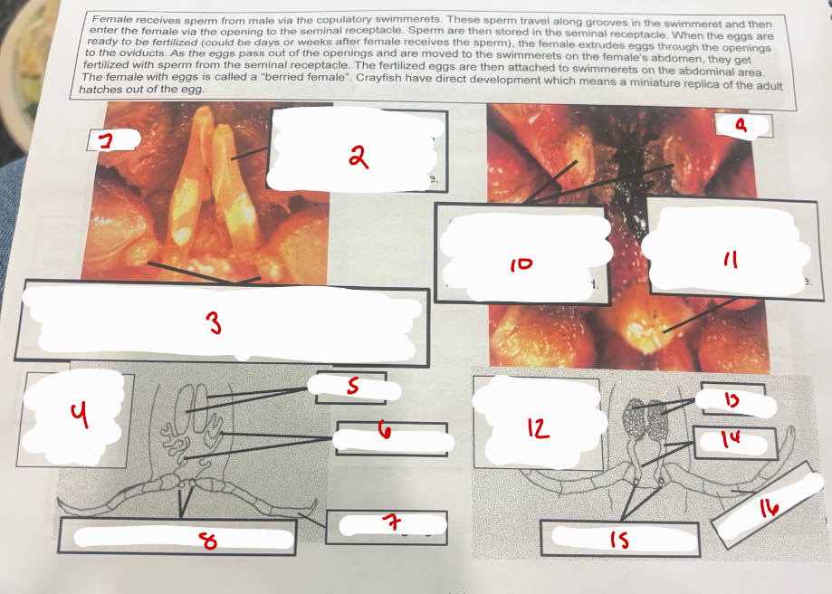 <p>Female and Male</p>