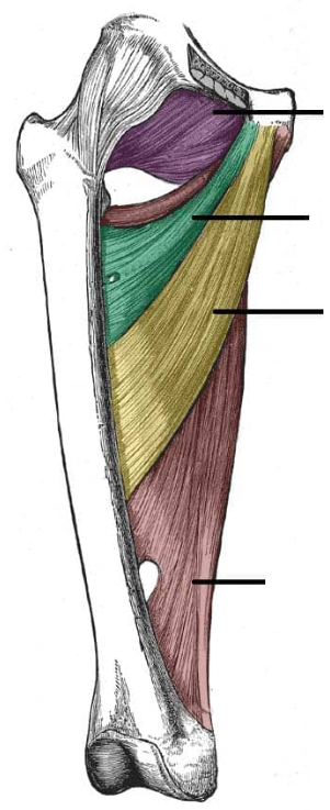 <p>ID muscle and innervation (yellow)</p>