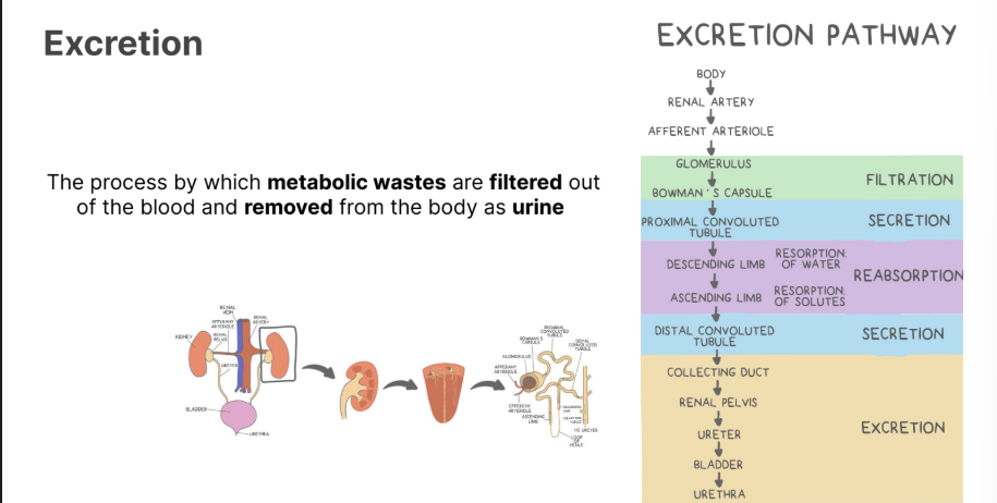 <p>Process in which<strong> metabolic wastes </strong>are <strong>filtered </strong>out by the <strong>blood </strong>and <strong>removed </strong>from the body as <strong>urine. </strong></p>