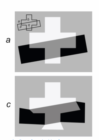 <p><strong>Locally</strong>: good continuation of contours at crossing points</p><p><strong>Globally</strong>: improvement in form regularity</p><p></p><ul><li><p>in c, the contour is irregular and weakens the percept of transparency</p></li></ul><p></p>