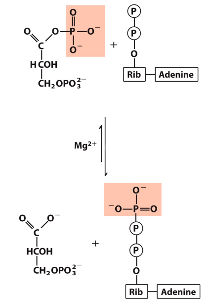 <p>What enzyme catalyzes this reaction? What are the intermediates, if any?</p>