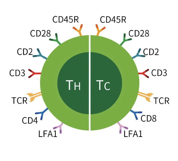 <p>CD markers</p><p>Cell surface proteins that can show immature vs. mature, B cell vs. T-cell</p><p>More than 1 used typically</p>