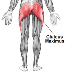 <p>Definition: The large muscle that forms most of the buttocks. It primarily extends and laterally rotates the thigh at the hip; it also helps stabilize the hip and pelvis.</p><p> - Action: Extend hip (thigh); Laterally rotate hip (thigh) </p><p> - Innervation: Inferior gluteal nerve</p><p> - Part of the superficial layer of the gluteal muscles.</p>