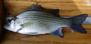 <p><strong>Temperate bass</strong></p><ul><li><p><em>ID:</em> Silvery, 2 dorsals</p></li><li><p><em>Ecology:</em> Open-water predators</p></li><li><p><em>Uses:</em> <strong>Sport fishing</strong>, some commercial value</p></li></ul><p></p>