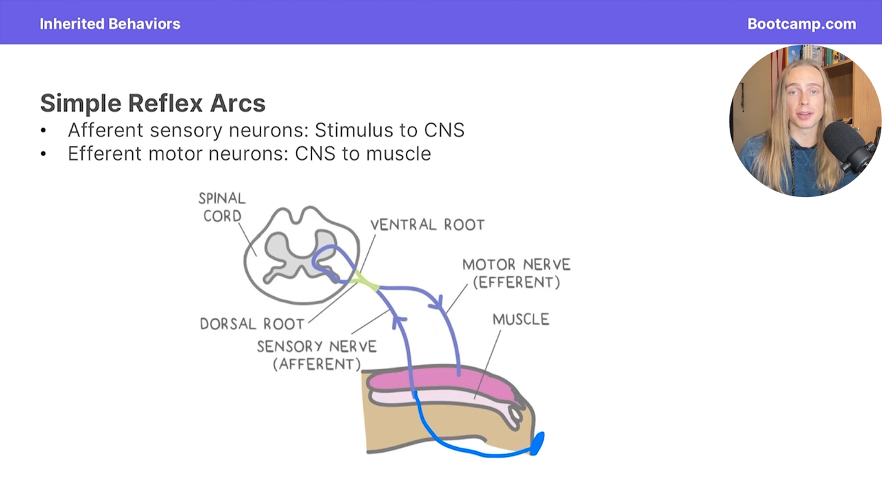 <p>peripheral nerves synapse with the spinal cord</p><p></p><p>this means that the efferent and afferent motor neurons synapse with each other in the spinal cord, making it a fast response </p>