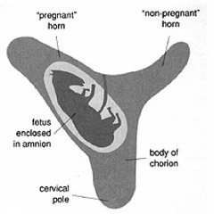 <p>Describe this pregnancy</p>