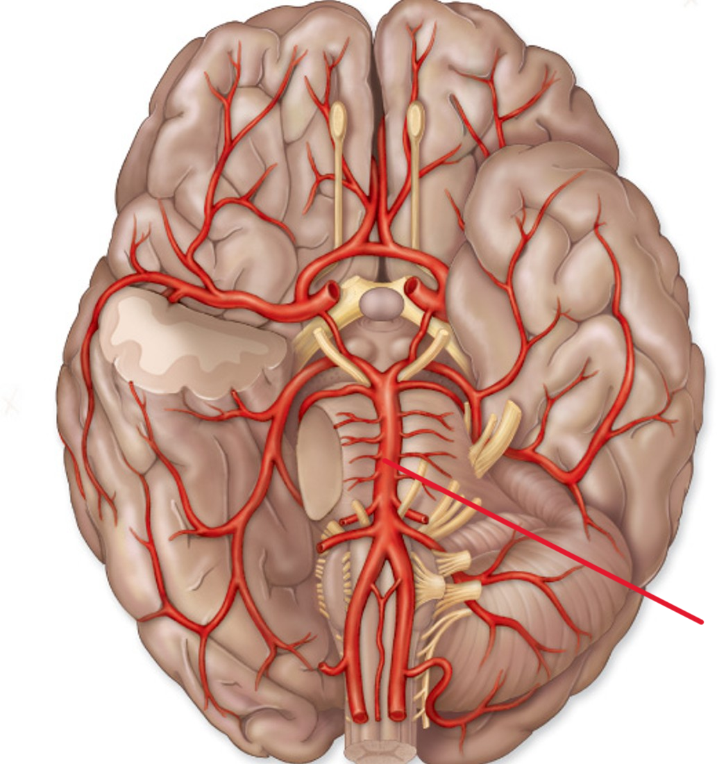 <p>Name the artery</p>