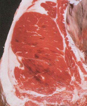 <p>Defect seen from hemmorages in the veins and artieries in the muscle</p><ul><li><p>Caused by stress just before death (bursting of capillaries)</p></li></ul><p></p>