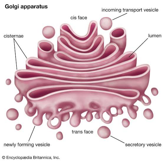 <p>consists of flattened membrane <span>sacs called cisternae</span></p><ol><li><p>modifies products of the ER; <em>cis</em>-side receives materials</p></li><li><p>manufactures certain macromolecules</p></li><li><p>sorts and packages materials into transport vesicles; <em>trans</em>-side sends out materials</p></li></ol><p></p>