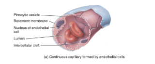 <p>Endothelial cells form continuous tubes</p><p>intercellular clefts between adjacent cells allow only a few substances to move across, such as in blood-brain barrier.</p>