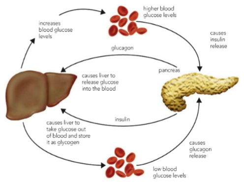 <p>Regulate glucose levels</p><ul><li><p>Dysregulation drives disease: type 1 diabetes caused by lack of insulin production, which drives elevated blood glucose</p></li></ul><p></p>