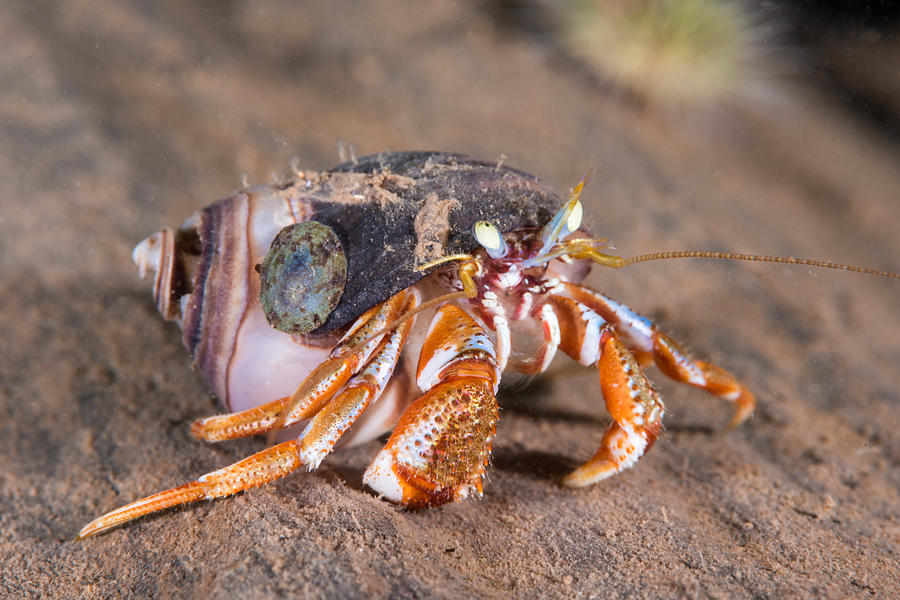 <p>Acadian Hermit Crab</p>