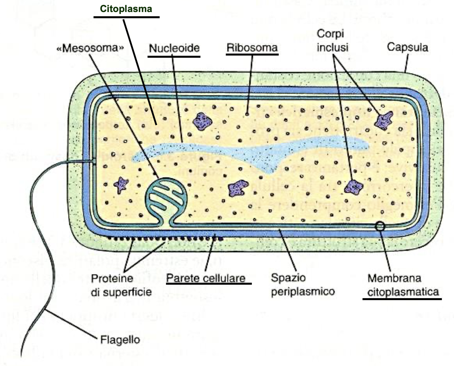 <p>Architettura essenziale:</p><ul><li><p>Dimensioni ridotte e assenza di compartimenti intracellulari separati da membrane</p></li><li><p>Struttura cromosomica semplice immersa direttamente nel citoplasma, senza membrana nucleare</p></li><li><p>Citoplasma delimitato dalla membrana citoplasmatica dalla quale si diramano verso l’interno delle invalidazioni che formano il sistema dei mesosomi</p><ul><li><p>I mesosomi sono coinvolti nei processi di divisione cellulare, secrezione di esoenzimi e nei processi di fosforilazione ossidativa</p></li><li><p>I mesosomi sono più frequenti nei Gram-positivi </p></li></ul></li><li><p>Tutta la struttura è racchiusa dalla parete cellulare (o sacculo), che sulla superficie presenta una capsula di natura polisaccaridica</p></li><li><p>In alcune specie abbiamo appendici libere:</p><ul><li><p>Flagelli, importanti per la locomozione</p></li><li><p>Pili, importanti per la coniugazione</p></li></ul></li></ul><p></p>
