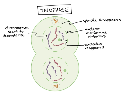 <p>Mitosis - Step 5</p><ul><li><p>Mitotic spindle breaks down</p></li><li><p>Two new nuclei form</p></li><li><p>Chromosomes decondense</p></li><li><p>Simultaneously, cytokinesis occurs</p></li></ul><p></p>
