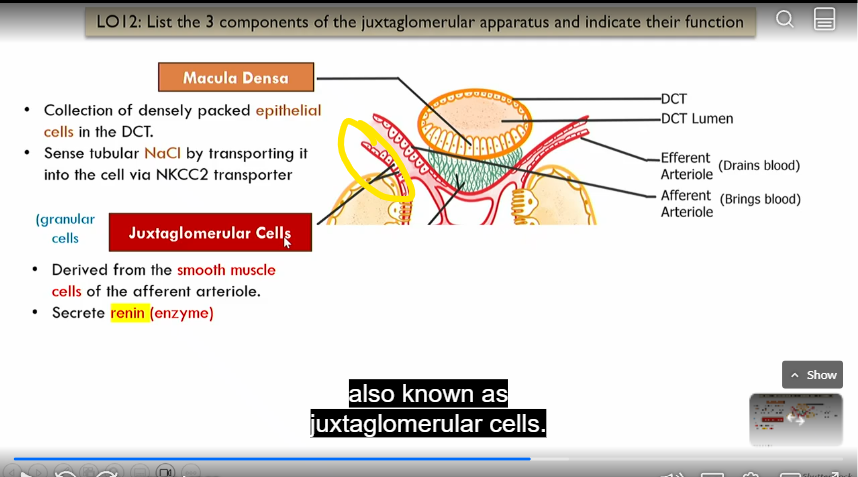 <p>Intrinsic control of GFR, part of juxtaglomerular apparatus </p><p>in afferent atriole</p><p></p><p>derived form smooth muscle cells of efferent atriole, secrete renin (enzyme)</p>