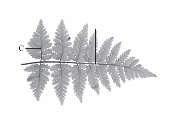 <p>The secondary axis of a compound leaf or the central axis of a grass spikelet.</p>