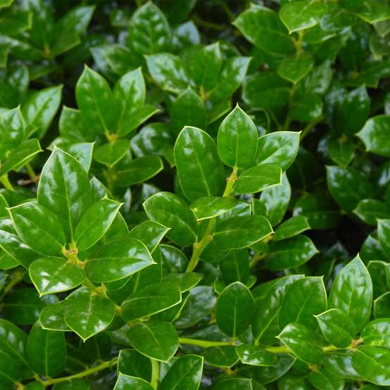 <p>dwarf burford holly, glosy dark green, red berries in winter, pointed leaves, alt arrangment </p>