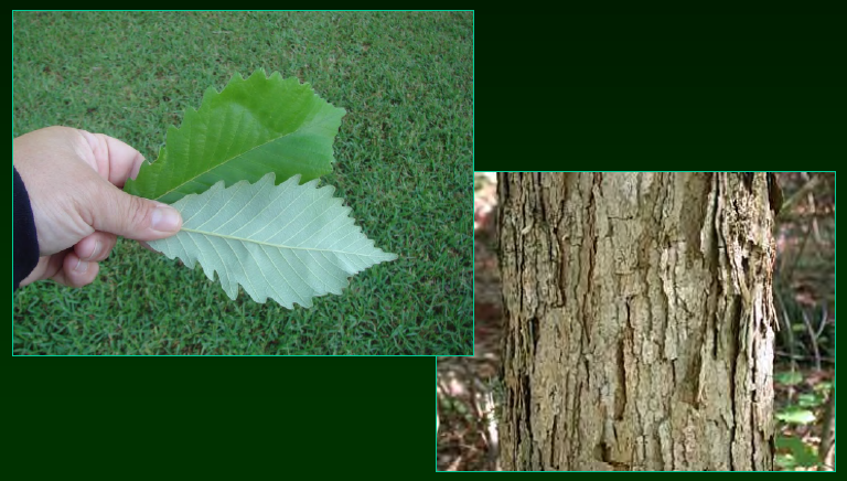 <p>•</p><p>Bottomlands</p><p>•</p><p>Important wildlife food</p><p>•</p><p>Key Characters:</p><p>•</p><p>Undulate leaf margins</p><p>•</p><p>“White oak” bark</p>