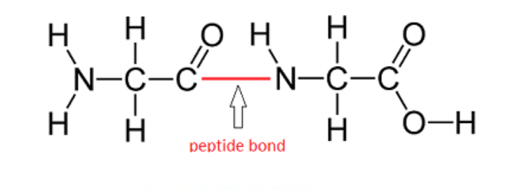 <ul><li><p>a simple peptide bond molecule consisting of exactly two amino acids joined by a singular peptide bond </p></li></ul><p></p>