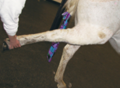 <p>A cow is toe-touching lame but not painful, cannot flex the hock, and the limb can be pulled backward with little effort. What is this?</p>