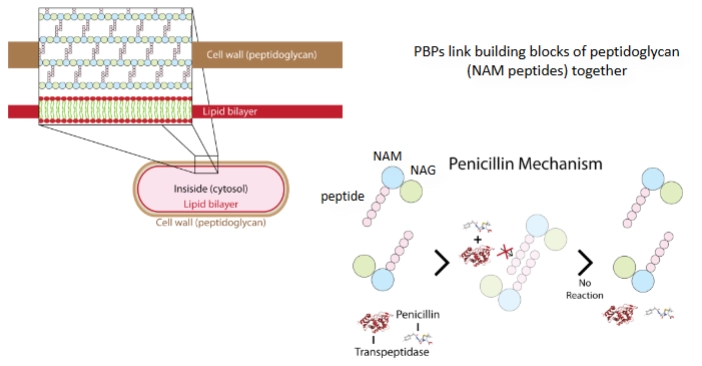 <ol><li><p><strong>Het doelwit: De peptidoglycaanlaag</strong> Bacteriën hebben een celwand die beschermt tegen de enorme interne osmotische druk van de cel. Deze wand dankt zijn stevigheid aan een netwerk van suikers en aminozuren: de <strong>peptidoglycaanlaag</strong>. Om dit netwerk stevig te maken, moeten de losse ketens aan elkaar geknoopt worden (cross-linking).</p></li><li><p><strong>Het enzym: Transpeptidase (PBP)</strong> Het 'aan elkaar knopen' van die celwandketens wordt gedaan door een specifiek bacterieel enzym: <strong>transpeptidase</strong> (ook wel bekend als een <em>Penicillin-Binding Protein</em> of <strong>PBP</strong>).</p></li><li><p><strong>De blokkade door Penicilline</strong> Penicilline bezit een specifieke chemische structuur, de <strong>bètalactamring</strong>. Deze ring lijkt qua vorm sprekend op de bouwstenen van de celwand waar het enzym (PBP) normaal op bindt. <br>→ Penicilline reageert met het actieve centrum van het transpeptidase-enzym en bindt er <strong>onomkeerbaar</strong> (covalent) aan vast. Het enzym is hierdoor permanent bezet en lamgelegd.</p></li></ol><p></p><ol start="4"><li><p><strong>Het klinische gevolg: Cel-lyse (Bactericide effect)</strong> Omdat het enzym geblokkeerd is, kan de bacterie tijdens het groeien en delen geen nieuwe dwarsverbindingen meer leggen. De celwand wordt zwak, poreus en incompleet. Doordat de druk binnenin de bacterie veel hoger is dan daarbuiten, stroomt water de cel in. De bacterie zwelt op en barst letterlijk open (<strong>lyse</strong>), vergelijkbaar met de cytolyse die we eerder bij het complementsysteem zagen. Penicilline is hierdoor een <em>bactericide</em> (bacteriedodend) antibioticum.</p></li></ol><p></p>