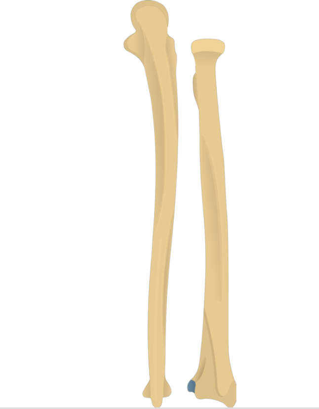 <p>Name this structure</p>