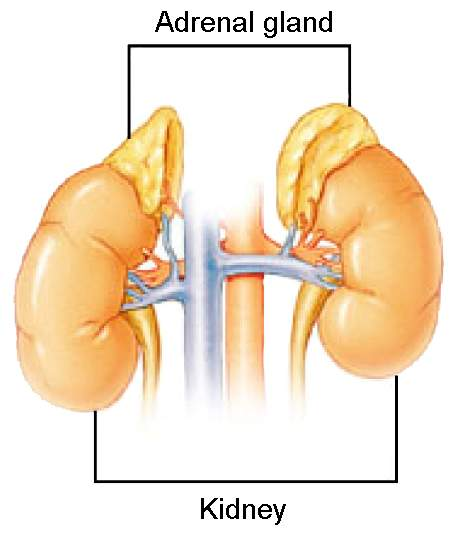 <p>Adrenal glands </p>