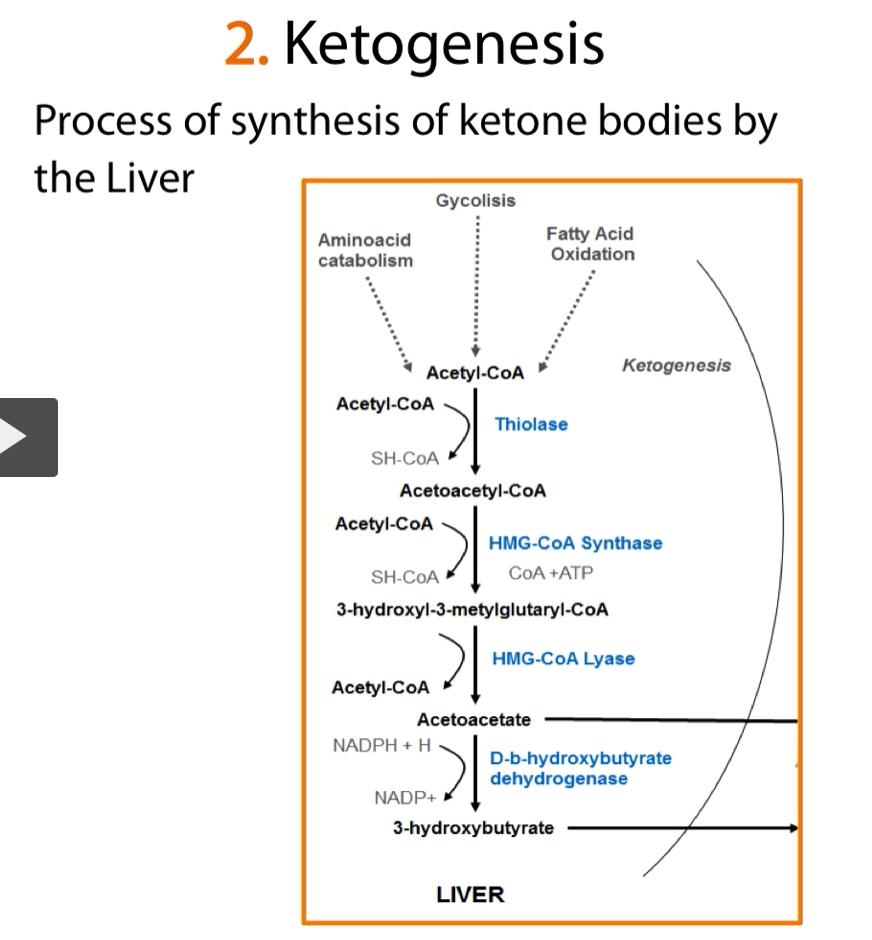 <p><u>What is Ketogenesis</u>?<br><strong>Ketogenesis</strong> is the <strong>production of Ketone bodies</strong> and it <strong>occurs strictly in the liver.</strong></p><p>Here we have the overall diagram but we are going to break it down one by one.</p><ol><li><p><u>During Starvation</u></p><p>Acetyl-CoA comes from 3 places:</p><ol><li><p>amino acid catabolism (protein catabolism)</p></li><li><p>Glycolysis (carbohydrate catabolism)</p></li><li><p>Fatty Acid Oxidation (fatty acid catabolism)</p></li></ol><p>all three of these lead to the production of <strong>Acetyl-CoA</strong></p></li><li><p><strong>2 acetyl-CoA</strong> → 1 <strong>Aceto-Acetyl-CoA</strong> (thiolase enzyme)</p></li></ol><p>If there is a <strong>large amount of acetyl-CoA</strong>, the cell begins to <strong>condense</strong> 2-carbon units together.</p><p>Think of acetyl-CoA as many loose 2-carbon pieces.<br>The <strong>first logical step</strong> is to <strong>join two of them</strong> into a <strong>4-carbon intermediate.</strong></p><p>Why is thiolase used? “Thio” Sulfur, it takes the SH-CoA off of Acetyl-CoA</p><p>Thiolase is an enzyme that can work in reversible carbon-carbon bond formation/cleavage involving acetyl-CoA units.</p><p>So the reasoning is: “We have excess 2-carbon acetyl groups. Let’s combine two of them to begin building a ketone body precursor.</p><ol start="3"><li><p><strong>Aceto-acetyl-CoA</strong> +<strong> another acetyl-CoA</strong> →<strong> HMG-CoA</strong></p></li></ol><p><strong>Enzyme: HMG-CoA synthase</strong></p><p>Reaction idea:</p><p>Acetoacetyl-CoA + acetyl-CoA → HMG-CoA<br>(3-hydroxy-3-methylglutaryl-CoA)</p><p>Why add another acetyl-CoA?</p><p>Now the pathway is building a larger intermediate that can be <strong>rearranged and split</strong> into the<strong> first true ketone body.</strong></p><p>This step takes the 4-carbon acetoacetyl-CoA and adds one more 2-carbon unit, producing a <strong>6-carbon intermediate</strong>.</p><p>Why is HMG-CoA important?</p><p><strong>HMG-CoA </strong>is the <strong>committed ketogenesis intermediate</strong> in <strong>liver mitochondria.</strong></p><p>This step is basically: “Let’s convert excess acetyl-CoA into a specialized molecule designed to be split into ketone bodies.”</p><p>Clinical/high-yield note</p><p><strong>HMG-CoA synthase</strong> is the <strong>key regulated enzyme of ketogenesis.</strong></p><p></p>