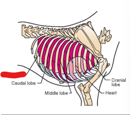 <p>what is it (Respiratory System)</p>