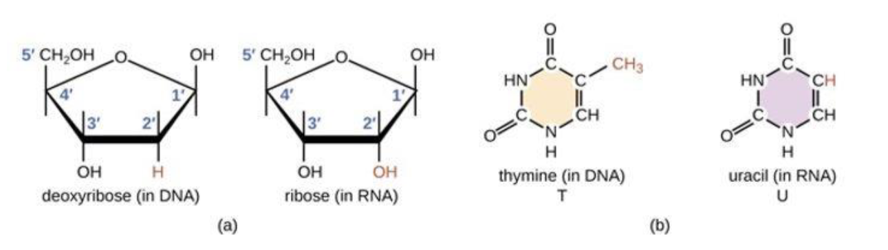 <p><strong><mark>any molecule—typically an RNA molecule or its nucleotide building blocks—that is acted upon by an enzyme or a molecular machine to undergo a chemical reaction or modification</mark></strong>.</p>