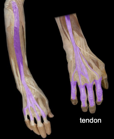 <p>What the highlighted structure is acting on the <strong><mark data-color="#ffdb9c" style="background-color: rgb(255, 219, 156); color: inherit;">Wrist and Hands</mark>.</strong> What<mark data-color="#ffd49a" style="background-color: rgb(255, 212, 154); color: inherit;"> </mark><strong><mark data-color="#ffd49a" style="background-color: rgb(255, 212, 154); color: inherit;">deep muscle</mark> </strong>is this called?</p>