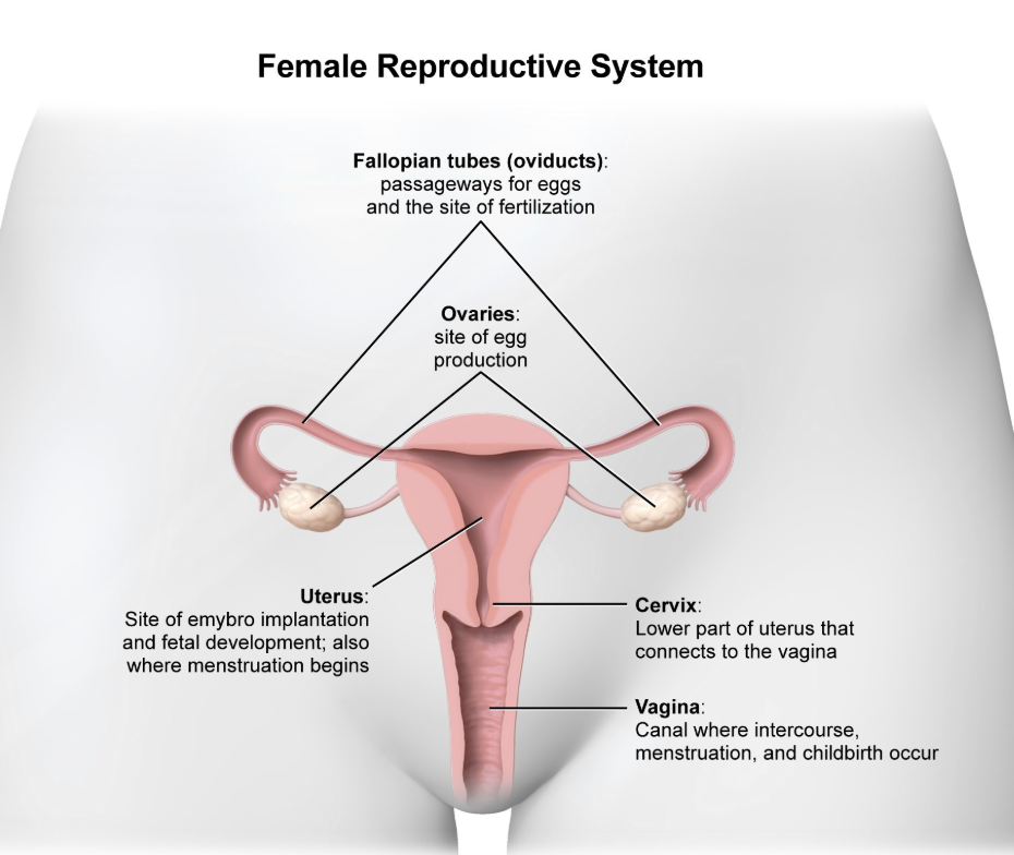 <p>uterus - During the menstrual cycle, endometrial thickening occurs in the uterus to prepare for blastocyst implantation.&nbsp;</p><p></p><p><em>A. Ovary</em></p><p>The ovary is a paired gland that produces hormones and functions as the site of ovulation.</p><p></p><p><em>B. Oviduct</em></p><p><span style="line-height: 1.6em; font-size: inherit;">The oviduct, or&nbsp;fallopian tube, is the structure through which eggs travel from the ovary to the uterus. It is also the site where fertilization typically occurs.</span></p><p></p><p><em>C. Urethra</em></p><p>The urethra is the tube responsible for carrying urine from the bladder to the outside of the body.<em><br></em></p><p><em>E. Vagina</em></p><p>The vagina is a muscular canal that extends from the cervix to the outside of the body. It serves as a passageway for sperm, menstruation, and childbirth.</p>