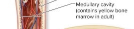 <p>-hollow, cylindrical space inside the diaphysis </p><p>-contains red bone marrow in kids & yellow bone marrow in adults</p>
