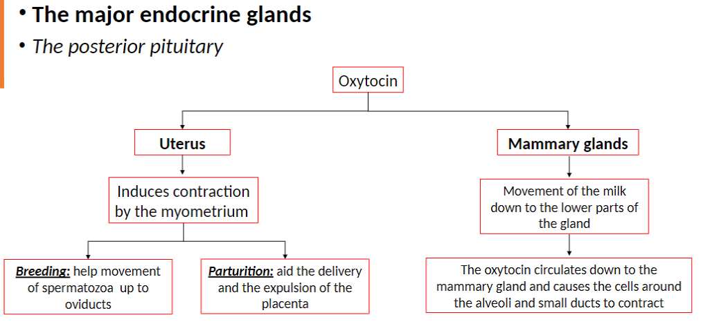 <p><strong>Uterus</strong><br> Induces <strong>contraction of the myometrium</strong><br> <strong>Breeding</strong>: helps <strong>spermatozoa movement</strong> to oviducts<br> <strong>Parturition</strong>: aids <strong>delivery</strong> and <strong>placenta expulsion</strong></p><p><strong>Mammary Glands</strong><br> Facilitates <strong>milk movement</strong> to lower parts of the gland<br> Causes <strong>cells around alveoli and small ducts</strong> to <strong>contract</strong></p><p><strong>Mechanism</strong><br> Oxytocin <strong>circulates from posterior pituitary</strong> to target tissues</p>