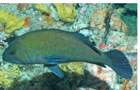 <p>FISHES (Class Actinopterygii)</p>