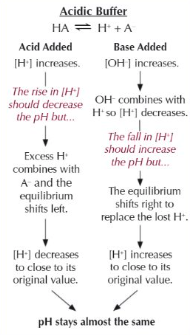 <ul><li><p>H<sup>+</sup> conc increases so PoE of HA ⇌ H<sup>+</sup> + A<sup>-</sup> shifts left</p></li><li><p>soluble salt of the acid provides A<sup>-</sup> to remove the added H<sup>+</sup> so pH remains roughly unchanged</p><ul><li><p>A<sup>-</sup> + H<sup>+</sup> → HA</p></li></ul></li></ul><p></p>