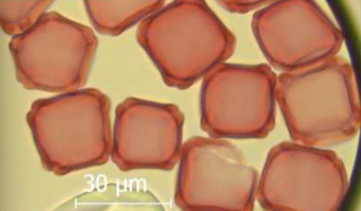 <p>Identify the pollen grains to the <strong>Family</strong> and <strong>Genus</strong></p>