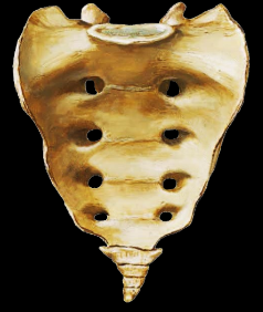 <p>sites for nerves for the glutear and lower limbs to pass through.</p>