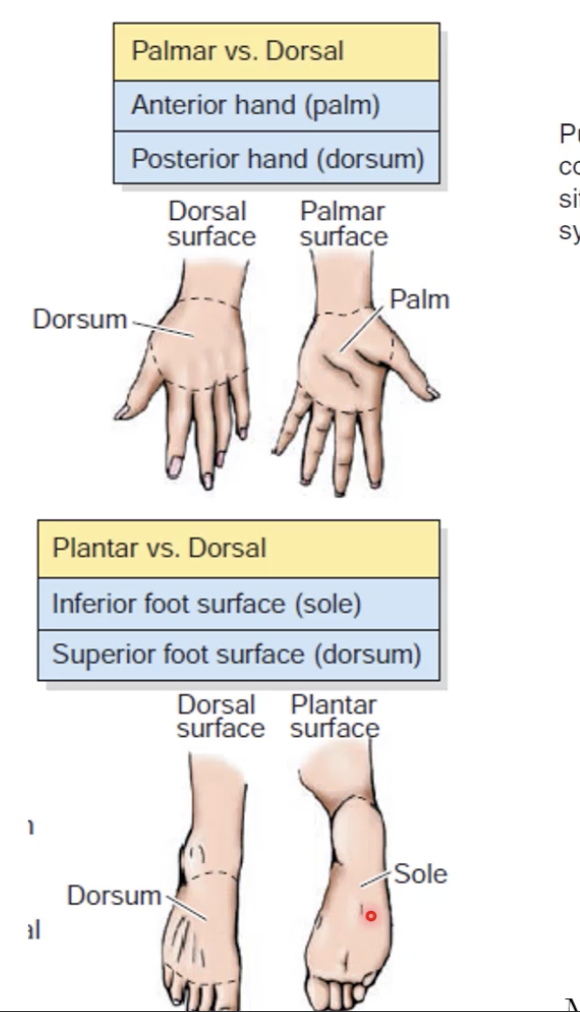 <p>the top of the hand or foot</p>