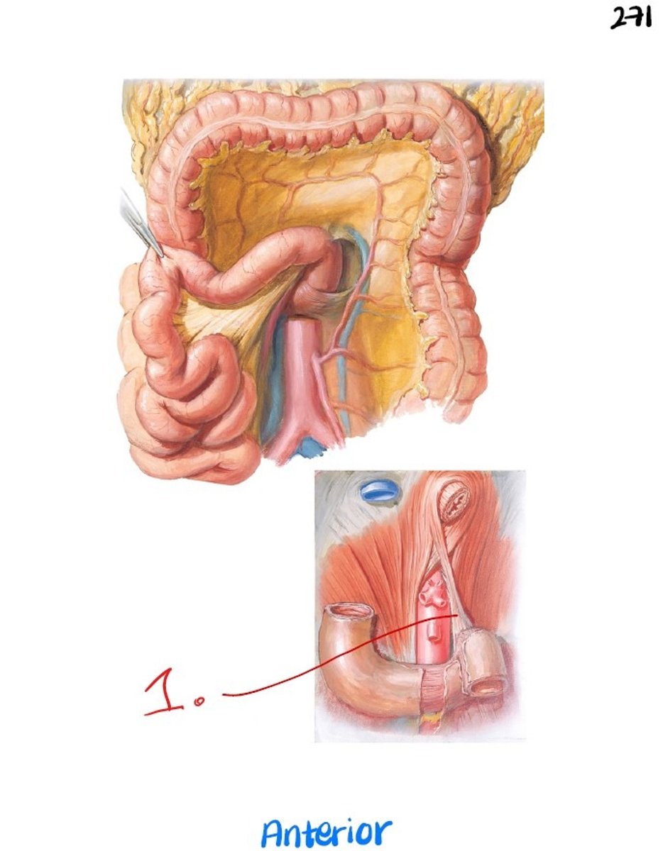 <p>ligament connecting the ascending part of the duodenum to the right crus of the diaphragm</p><p>contracts/loosens based upon sympathetic/parasympathetic activation - parasympathetic allows for chyme to flow into the duodenum, sympathetic halts digestion</p>