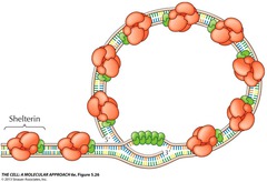 <p>Proteins that bind to telomeres and T-loops to protect the chromosome ends from degradation and unwanted DNA repair.</p>