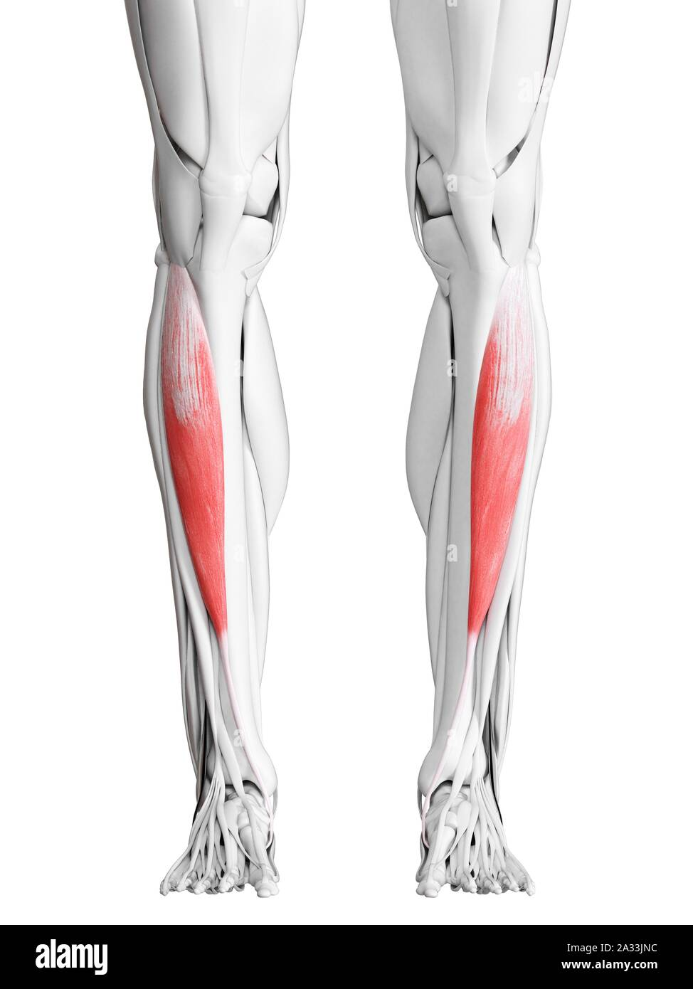 <p>Dorsiflexes ankle, inverts foot</p>