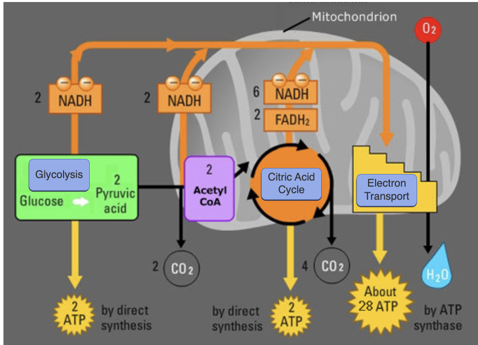 <p>Cellular Respiration; just know</p>