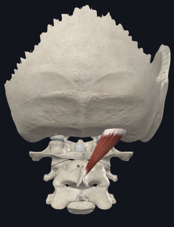 <p>Rectus capitis posterior major <strong>Insertion</strong></p>
